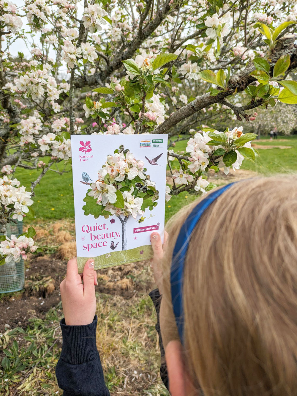 Blossoms