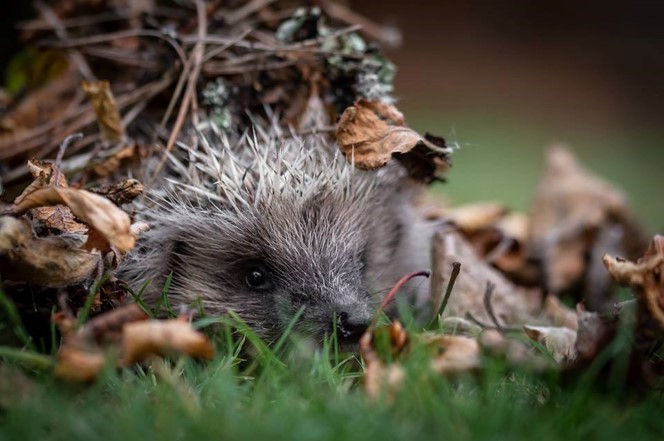 Luna The Hedgehog